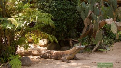 สวรรค์บนดินกับอุทยานแห่งชาติโคโมโด