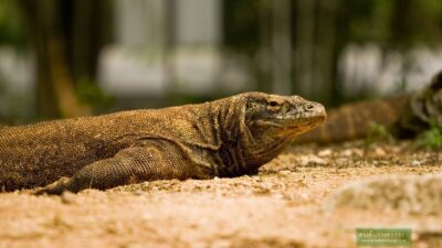 ถ่ายภาพกับ มังกรโคโมโด อินโดนิเซีย 