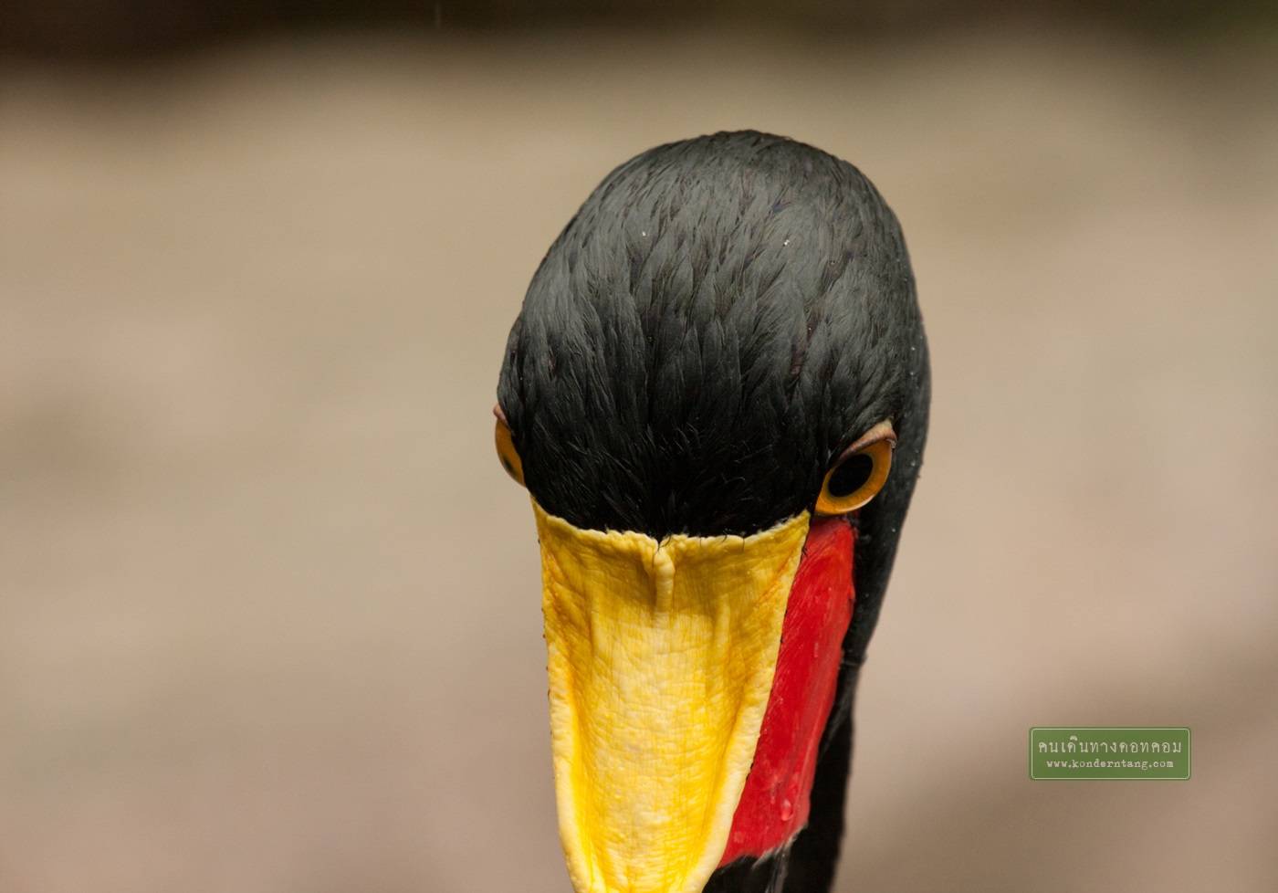 สวนนก Jurong Bird Park