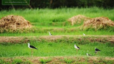 โครงการศึกษาวิจัยและพัฒนาสิ่งแวดล้อม แหลมผักเบี้ย