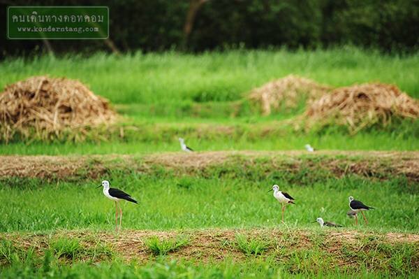 โครงการศึกษาวิจัยและพัฒนาสิ่งแวดล้อมแหลมผักเบี้ย