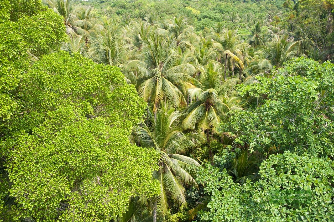 ชมธรรมชาติที่ พูเลา อูบิน