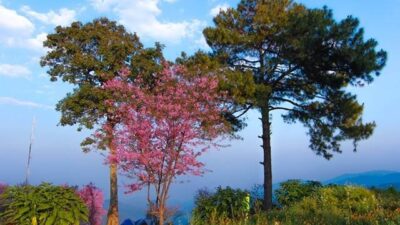 สันป่าเกี๊ยะ เชียงใหม่