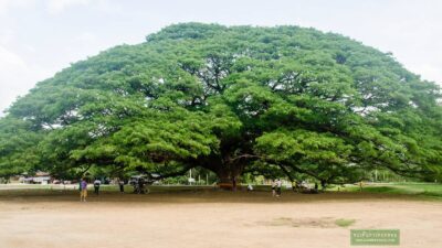 ต้นจามจุรียักษ์ (ต้นก้ามปู)