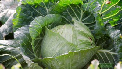 ภูทับเบิก ภูเขาแห่งกะหล่ำปลี