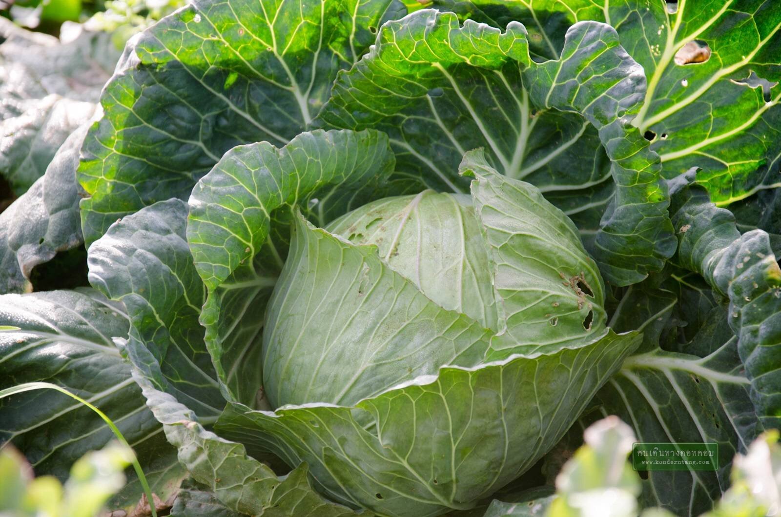 ภูทับเบิก ภูเขาแห่งกะหล่ำปลี