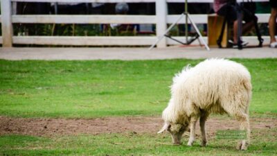 สวนผึ้ง ดินแดนแห่งความโรแมนติก