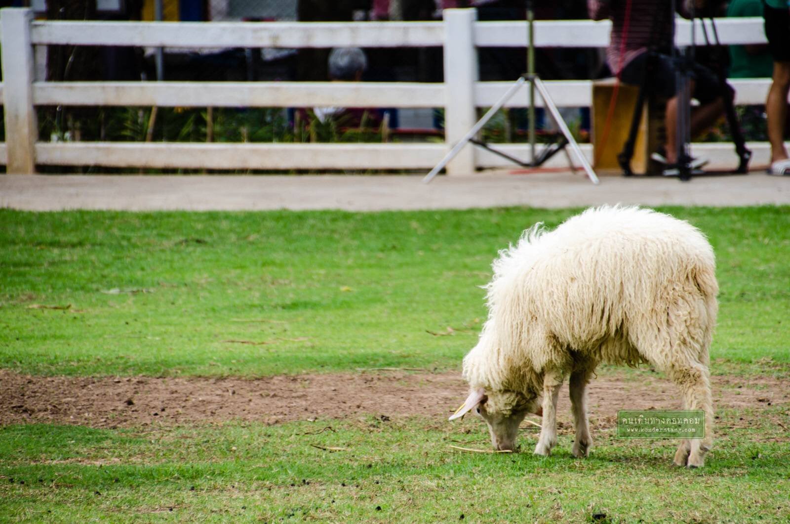 สวนผึ้ง ดินแดนแห่งความโรแมนติค จังหวัดราชบุรี