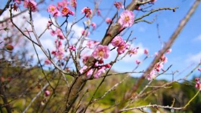 อ่างขางแดนมหัศจรรย์