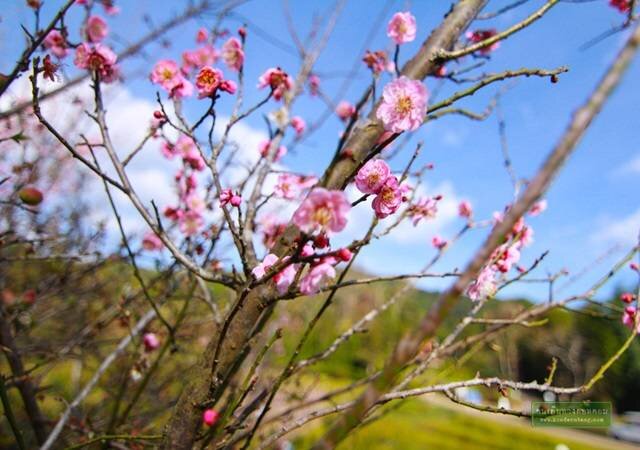 อ่างขางแดนมหัศจรรย์ จังหวัดเชียงใหม่