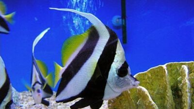 บึงฉวาก อุโมงค์ปลาน้ำจืดแห่งแรกของไทย