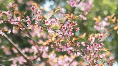 ดอยสุเทพ พระตำหนักภูพิงค์ ขุนช่างเคี่ยน