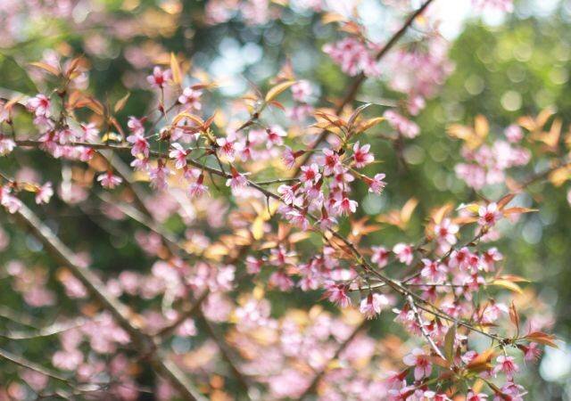 วัดพระธาตุดอยสุเทพ จังหวัดเชียงใหม่ ประเทศไทย