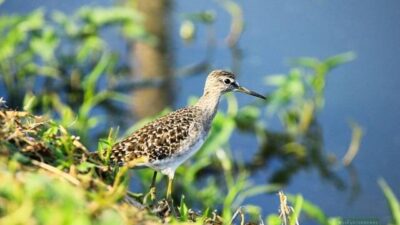 ถ่ายรูปนกที่ แหลมผักเบี้ย เพชรบุรี