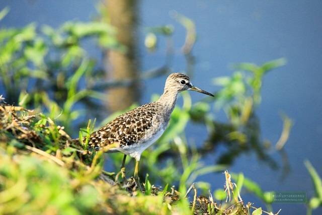 โครงการศึกษาวิจัยและพัฒนาสิ่งแวดล้อมแหลมผักเบี้ย