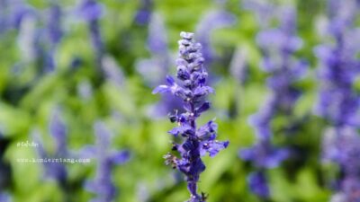 วังน้ำเขียว แหล่งโอโซนติดอันดับโลก