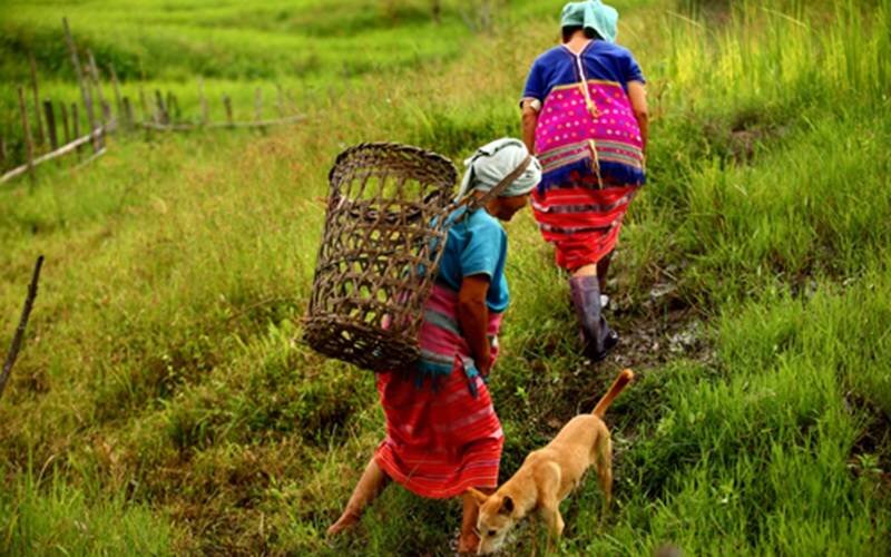 ข้อมูลเผ่ากะเหรี่ยง