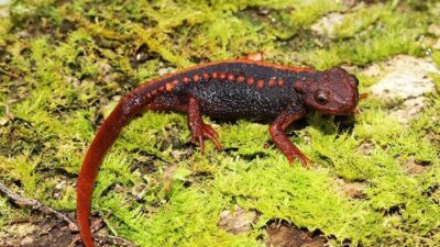 น่าทึ่ง!!! สิ่งมหัศจรรย์ใหม่แห่งลุ่มน้ำโขง ล่าสุดพบสิ่งมีชีวิต 163 ชนิดพันธุ์ใหม่