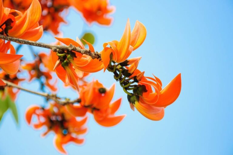 ถนนดอกไม้ทองกวาว จังหวัดพะเยา