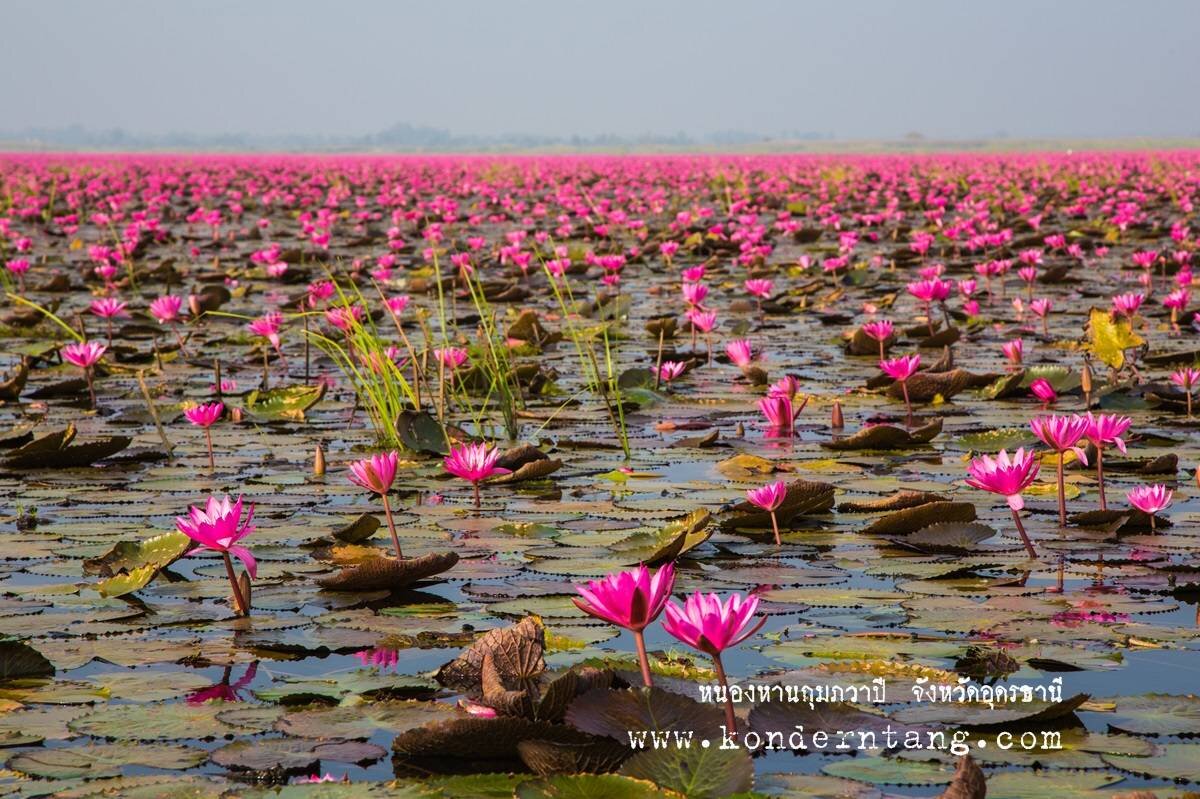 ทุ่งดอกบัวแดง จังหวัดอุดรธานี
