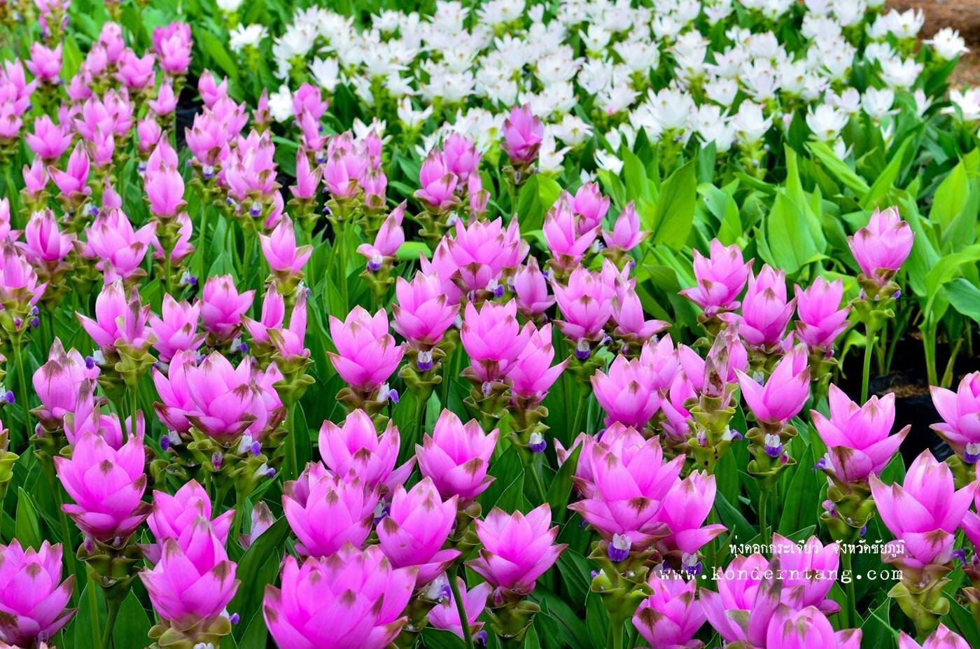 ทุ่งดอกกระเจียวอุทยานแห่งชาติป่าหินงาม