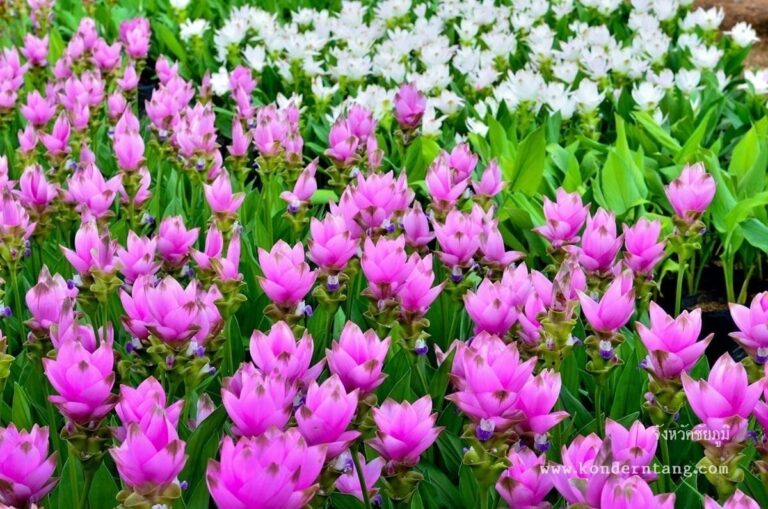 ชัยภูมิ