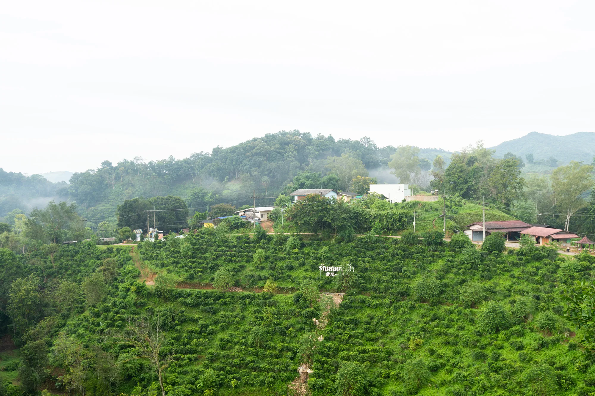 สัมผัสความงามของไร่ชา วัฒนธรรมจีนยูนาน และวิวพระอาทิตย์ขึ้นสุดอลังการ ที่เลาลีฮิลล์รีสอร์ท ดอยวาวี 9 เลาลีฮิลล์ ดอยวาวี เชียงราย