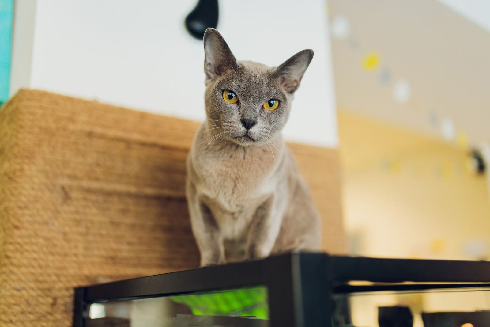 แมวในวัฒนธรรมต่างๆ 2 แมว