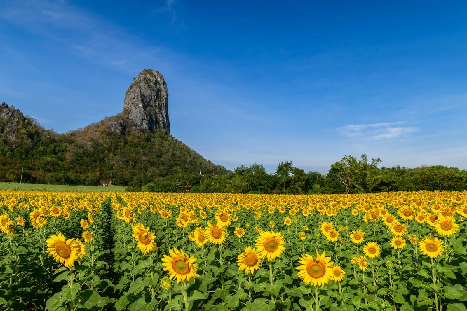 เที่ยวทุ่งทานตะวันลพบุรี 2566 เช็กอินรับลมหนาว 12 พิกัดสีเหลืองอร่าม