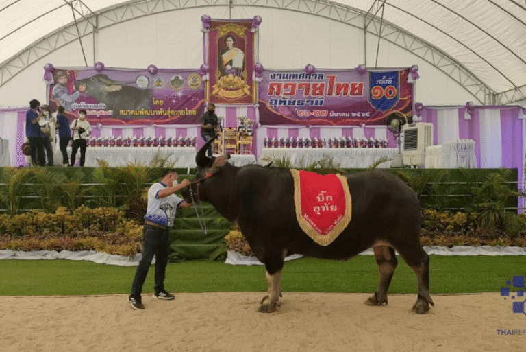 เทศกาลควายไทยอุทัยธานี ครั้งที่ 12 จังหวัดอุทัยธานี