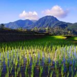 ประเพณีและกิจกรรมของเทศกาลลอยกระทง